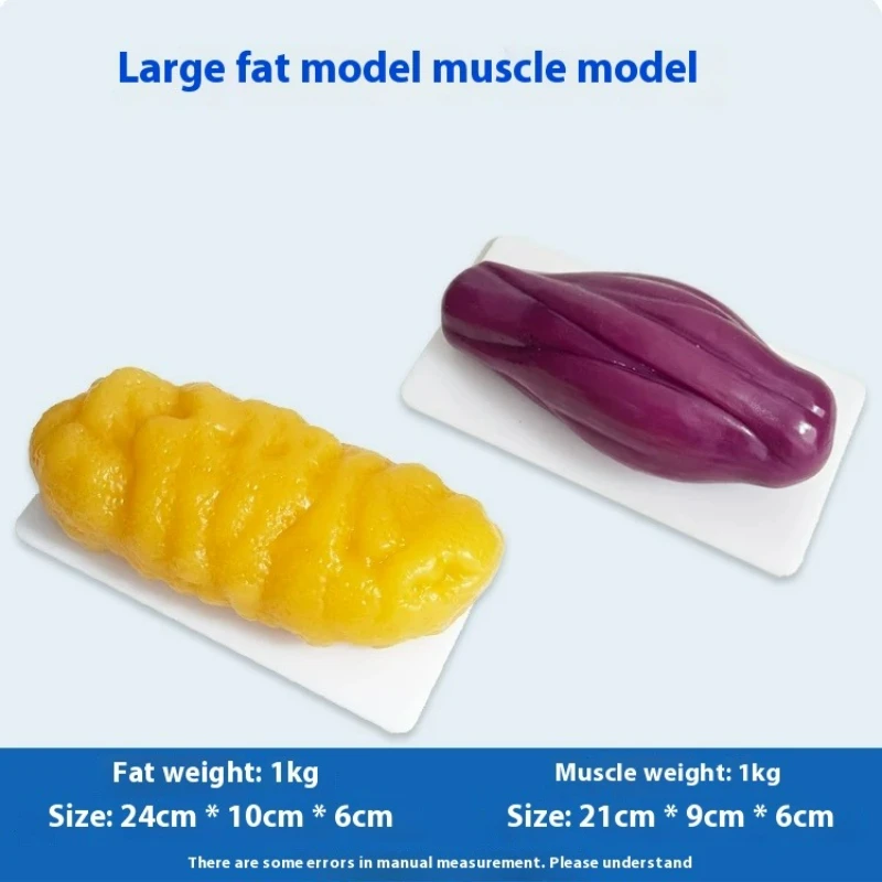 Human Muscle and Fat Replicas  - đánh giá và giá The Nutrition Fitness