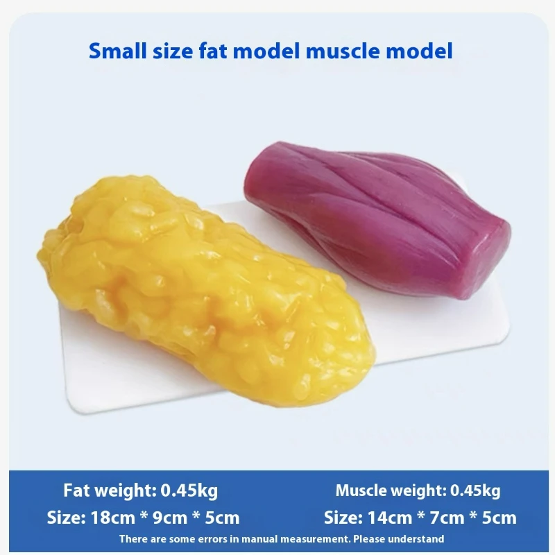 Human Muscle and Fat Replicas  - đánh giá và giá The Nutrition Fitness